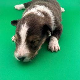 Puerto - Sable & white male Toy Shetland Sheepdog puppy in Leavenworth, Washington from Better Than Best Farm