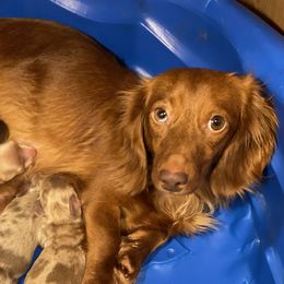Reba - Dachshund