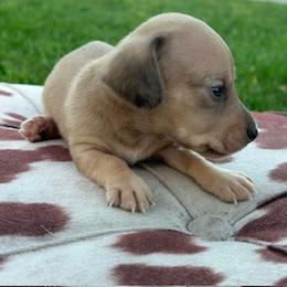 Ace - Cream male Dachshund puppy in Oklahoma from Rockin’ S Kennel