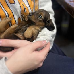 Dachshund Puppies from ATR Dachshunds