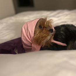 Yorkshire Terriers from ROYAL PAWS