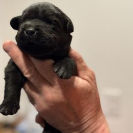 Luna - Black female Labrador Retriever puppy in Davenport, New York from New England Premier English Labradors
