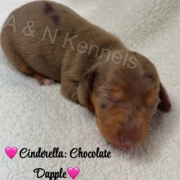 Cinderella - Dapple female Dachshund puppy in Brandon, Mississippi from A & N Kennels