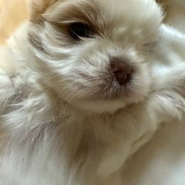 Boy 3 - Gold and white male Shih Tzu puppy in Birch River, West Virginia from Karen's Shih Tzus
