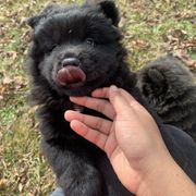 Chow Chow Puppies from Darling Chows