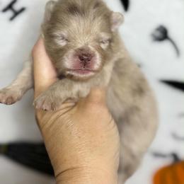 FENDI - Lavender female Pomeranian puppy in Kingwood, Texas from Treasured Jewels Pomeranians