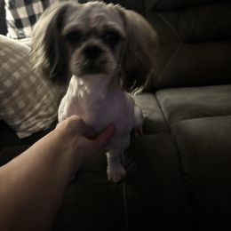 Rocky - Shih Tzu