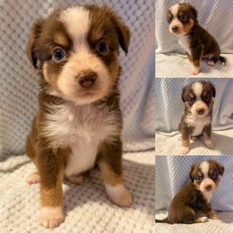 Red tri male - Red tri male Toy Australian Shepherd puppy in Brooker, Florida from Honey, I Shrunk the Aussies