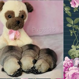Pug Puppies from Pugs513