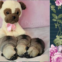 Pug Puppies from Pugs513