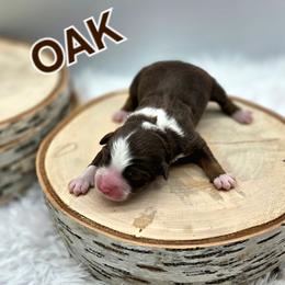 OAK - Red tri male Toy Australian Shepherd puppy in Viking, Minnesota from Son Shine Farm