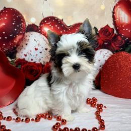 AKC Milo  3300 - Black tan and white male Biewer Terrier puppy in Nicholls, Georgia from Southeast Biewers