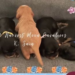 Cavalier King Charles Spaniel puppies from Harvest Moon Cavaliers Expecting April 2025
