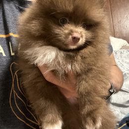 Pomeranian Puppies from Lucky Poms