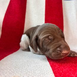 Bullet - Liver roan male German Shorthaired Pointer puppy in Dugspur, Virginia from Pilgrims Trails Shorthairs