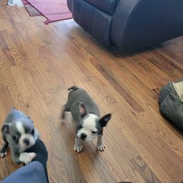 Boston Terrier and Boxer Puppies from CC'S Boston Babies