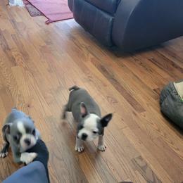 Boston Terrier and Boxer Puppies from CC'S Boston Babies