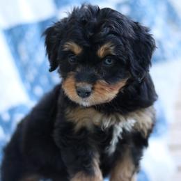 Rori - Black tri-color female Aussiedoodle puppy in Orleans, Indiana from Mae Blossom Puppies