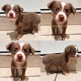Pickles - Red tri male Toy Australian Shepherd puppy in Brooker, Florida from Honey, I Shrunk the Aussies