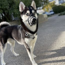 Siberian Huskies from Meekos Husky