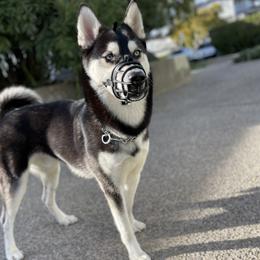 Siberian Huskies from Meekos Husky