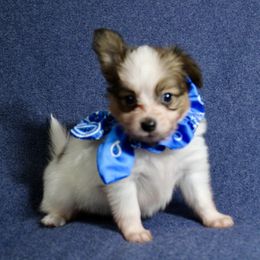 Baxter - Red white and sable male Papillon puppy in Frostproof, Florida from Longwing Kennel
