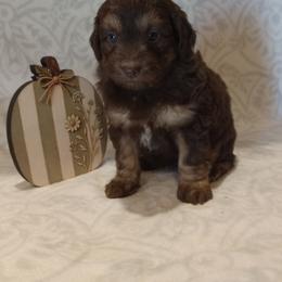 Ira - male Aussiedoodle puppy in Milford, Indiana from Olde Heritage K-9