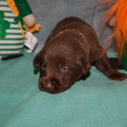 Redwhite collar - Chocolate male Labrador Retriever puppy in Arlington, Washington from Stout's Hunting Labs and trsbullies