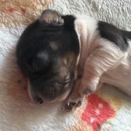 Boy 3 - Piebald male Dachshund puppy in Bowdon, Georgia from Doodle Bugs Doxies