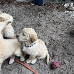 Luna Luminaire - Light golden female Golden Retriever puppy in Gainesville, Florida from Heart and Soul Dog Breeding, Inc.