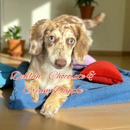 Delilah - Dachshund