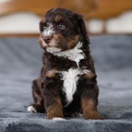 Tigger - Red tri-color male Aussiedoodle puppy in Casa, Arkansas from Blue Diamond Puppies