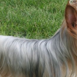 Poodles and Yorkshire Terriers from Taste Of Flavor LLC