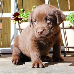 Labrador Retriever Puppies from Triple B Kennel