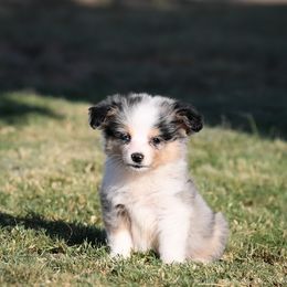 Nova - Blue merle female Miniature American Shepherd puppy in Snyder, Texas from RLA Miniature American Shepherds