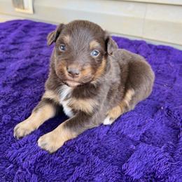 Layla - Red tri-color female Australian Shepherd puppy in Charlotte, North Carolina from Awesome Aussies