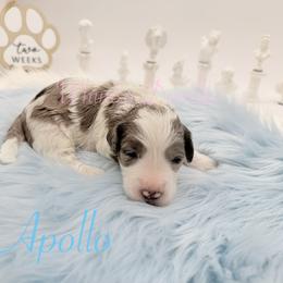 Apollo - Blue merle male Bernedoodle puppy in Omaha, Nebraska from Whimsy Doodles