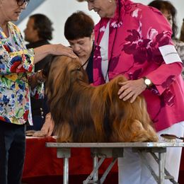 Glory - Lhasa Apso