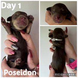 Poseidon - Chocolate and cream male Dachshund puppy in Michigan from M.H.P Dachshunds