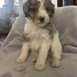 Poncho - Blue merle male Aussiedoodle puppy in Lowville, New York from Adirondack Labradoodles