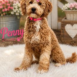 Penny - Goldendoodle