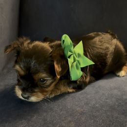 Rhett - Black and tan male Yorkshire Terrier puppy in Wagoner, Oklahoma from Rosenthal Yorkies