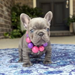 Malibu pink collar girl - Brindle and white female French Bulldog puppy in Willis, Texas from Grandiose Frenchies