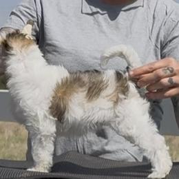 TopBrass' Girl Code 'Stevie' - Slate female Chinese Crested puppy in Auburn, Kansas from TopBrass Kennels
