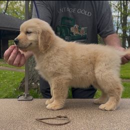 Hatch - Golden male Golden Retriever puppy in New York Mills, New York from Nevani Goldens & Siberians