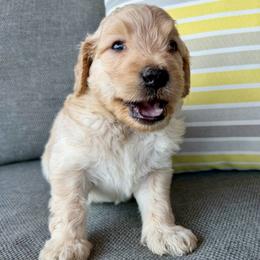 Wave - Cream male Goldendoodle puppy in Wyandotte, Oklahoma from Goldendoodles of NE OK