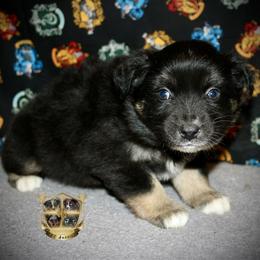 Skittles - Black tri female Miniature Australian Shepherd puppy in El Dorado Springs, Missouri from HP Aussie Kennels