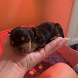 Winnie - Black and tan female Dachshund puppy in Hawthorne, Florida from Circle M Dachshunds