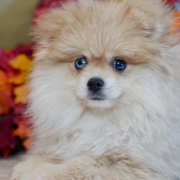Fawny - Lavender female Pomeranian puppy in Santa Clarita, California from Hollywood Mini Pets