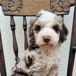 Mint Chip (Chip) - Merle male Bernedoodle puppy in Hendersonville, North Carolina from Kim's Cove